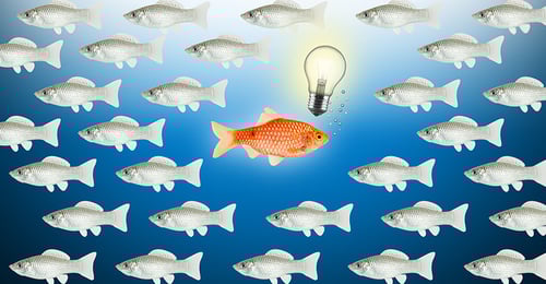 5 Tipps zur Fischzucht mit Sauertsoff | © stock.adobe.com - stockphoto-graf 