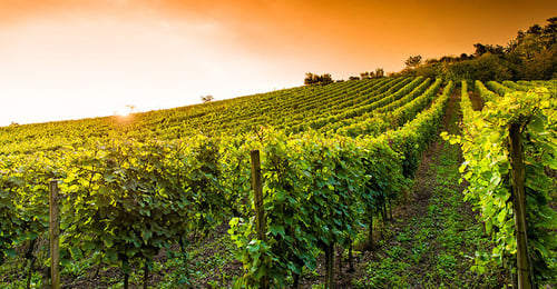 Weingut an der hessischen Bergstraße | © stock.adobe.com - Loocid GmbH